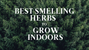 10 best smelling herbs to grow indoors (2021)